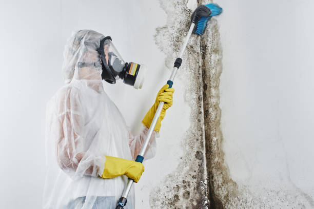 Best Mold removal after water damage  in Harmony, PA