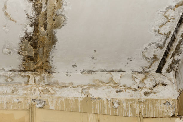 Best Local water damage restoration  in Harmony, PA